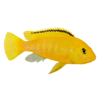 Imagem do produto Labidochromis